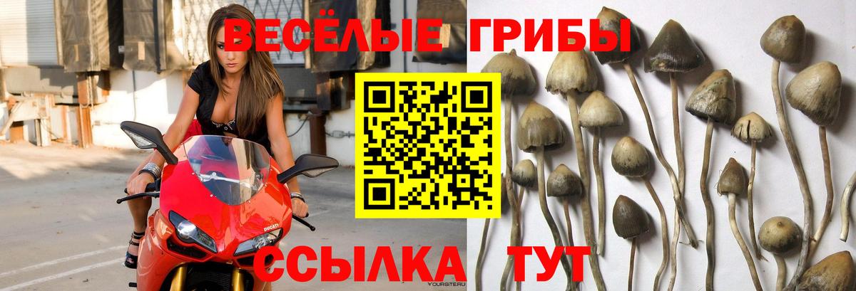 Галлюциногенные грибы прущие грибы  Псилоцибиновые грибы мухоморы  Конаково  Вход с VPN 